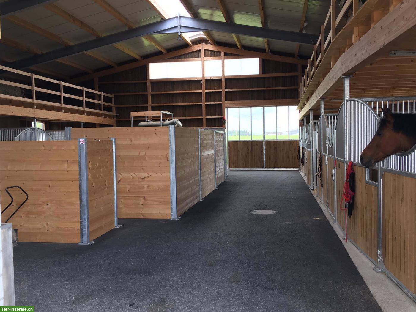 Bild 8: Pferdebox/Auslaufbox frei in Rothenburg LU