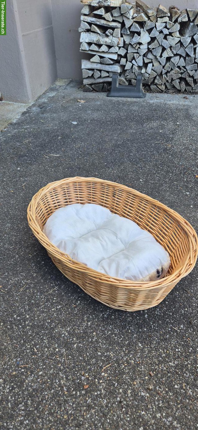 Bild 4: Katzenzubehör Starter-Set zu verkaufen