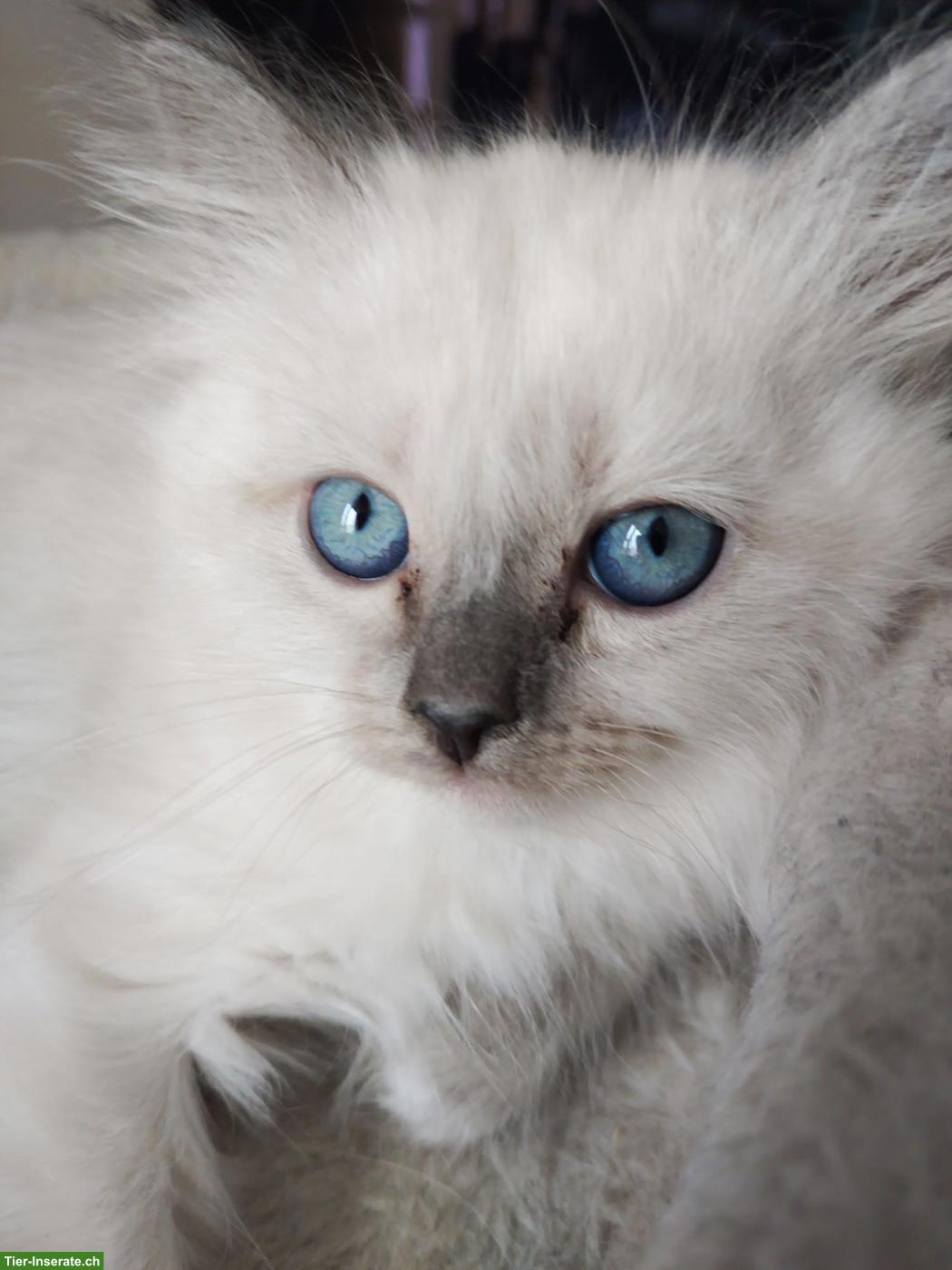 Wunderschöne reinrassige Heilige Birma Kitten ✨