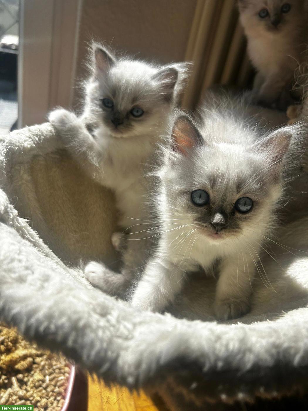 Bild 3: Wunderschöne reinrassige Heilige Birma Kitten ✨