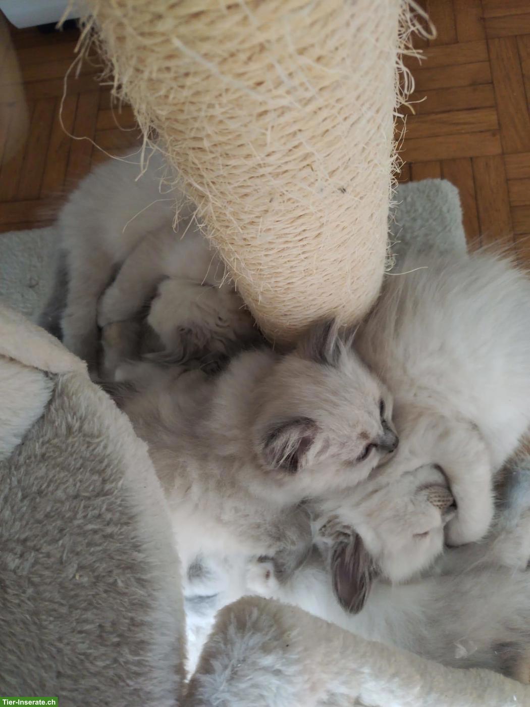 Bild 4: Wunderschöne reinrassige Heilige Birma Kitten ✨