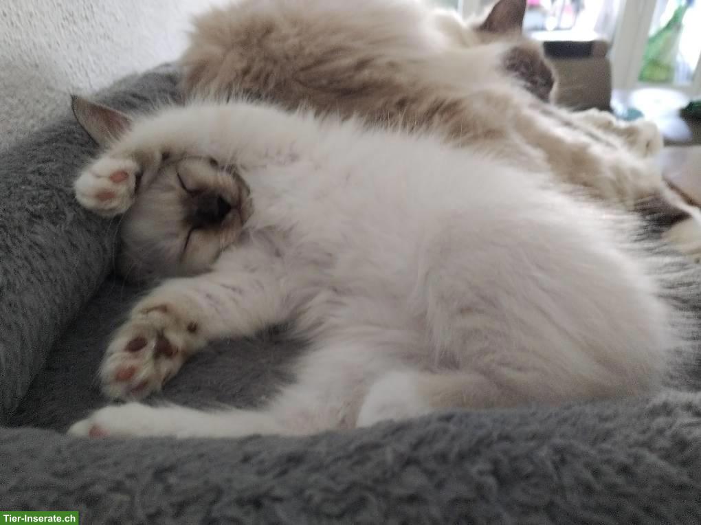 Bild 5: Wunderschöne reinrassige Heilige Birma Kitten ✨