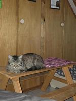 Getigerter Kater sucht ein neues Zuhause