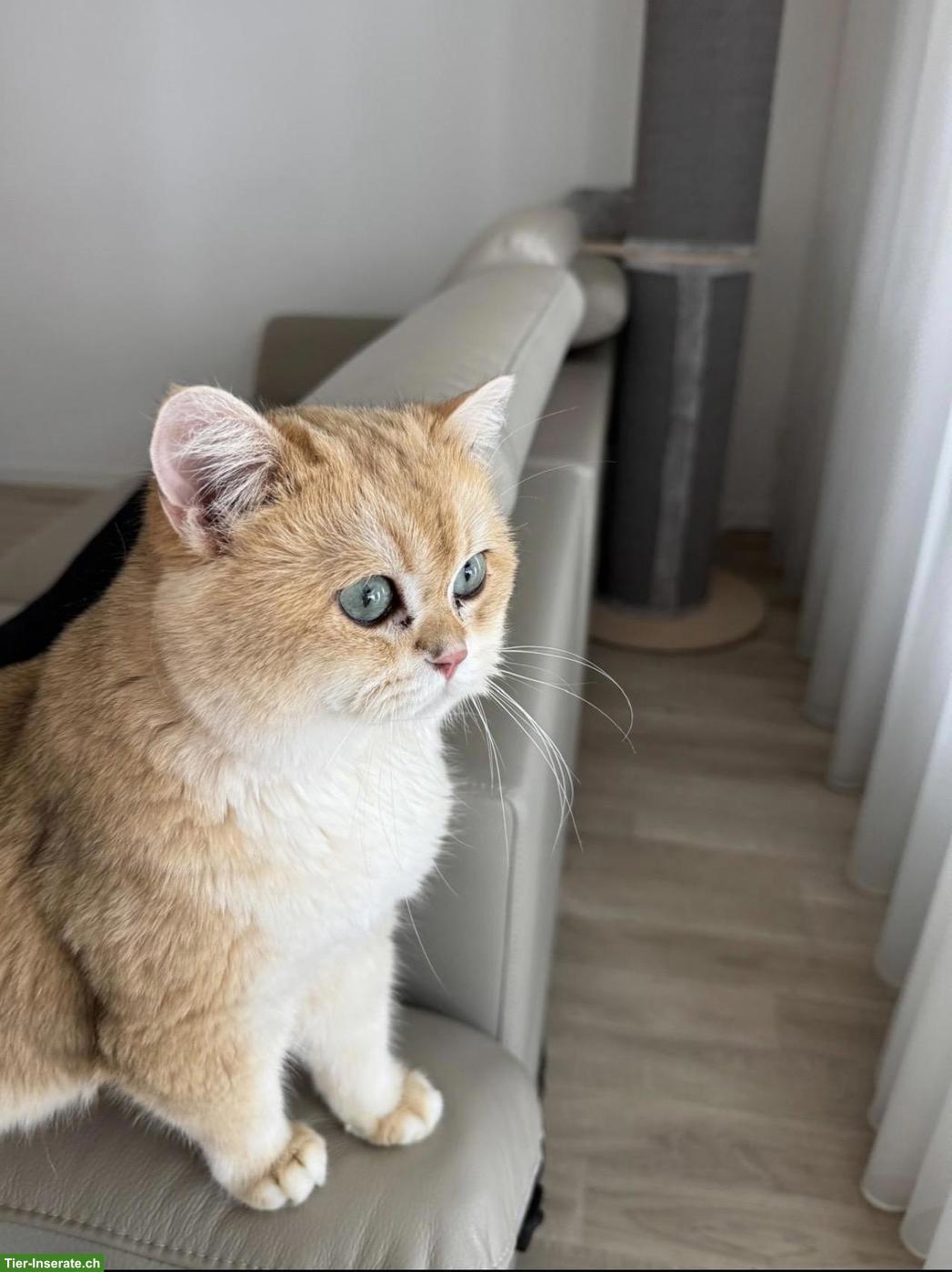 BKH Kater Black Golden Shell sucht liebevolles Zuhause