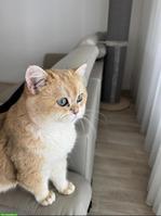 BKH Kater Black Golden Shell sucht liebevolles Zuhause