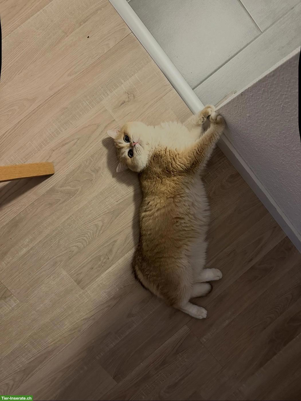 Bild 2: BKH Kater Black Golden Shell sucht liebevolles Zuhause