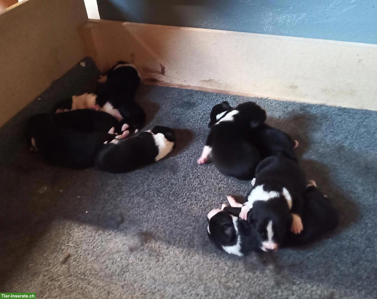 Border Collie x Appenzeller Mischlingswelpen