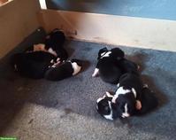 Border Collie x Appenzeller Mischlingswelpen
