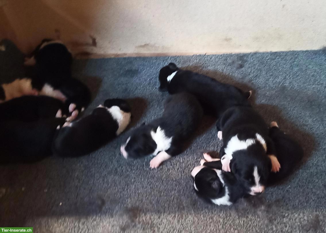 Bild 2: Border Collie x Appenzeller Mischlingswelpen