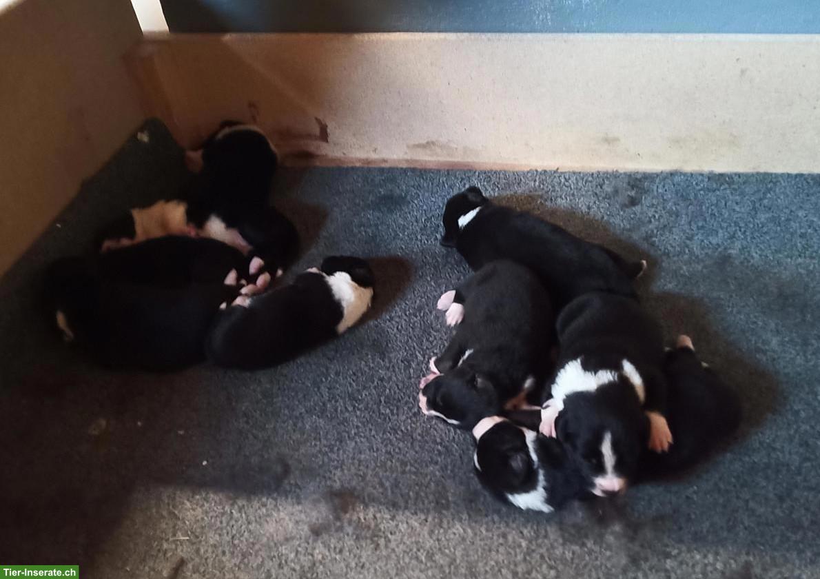 Bild 3: Border Collie x Appenzeller Mischlingswelpen