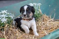 Herzige Jack Russell Terrier Welpen