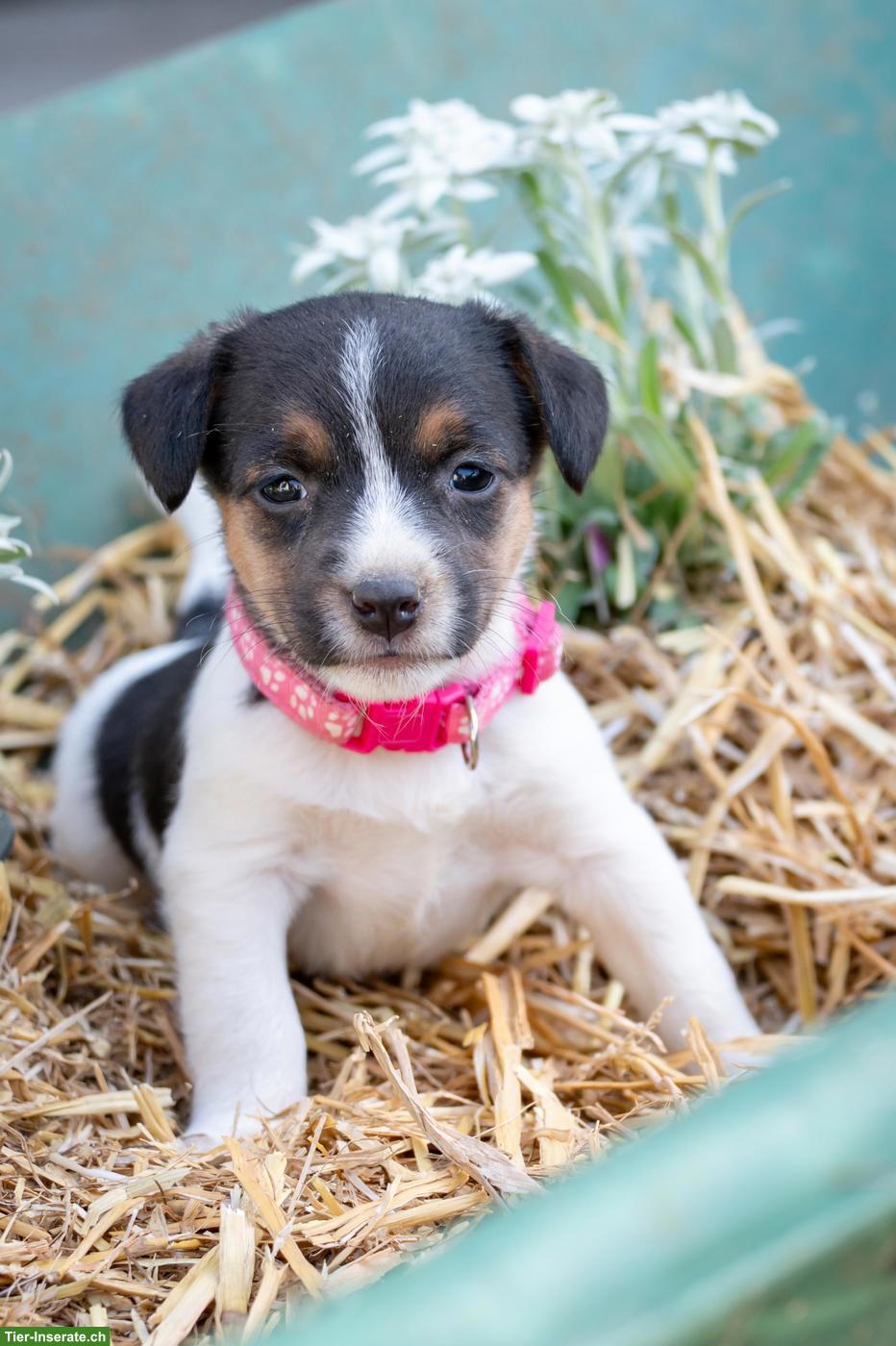 Bild 2: Herzige Jack Russell Terrier Welpen