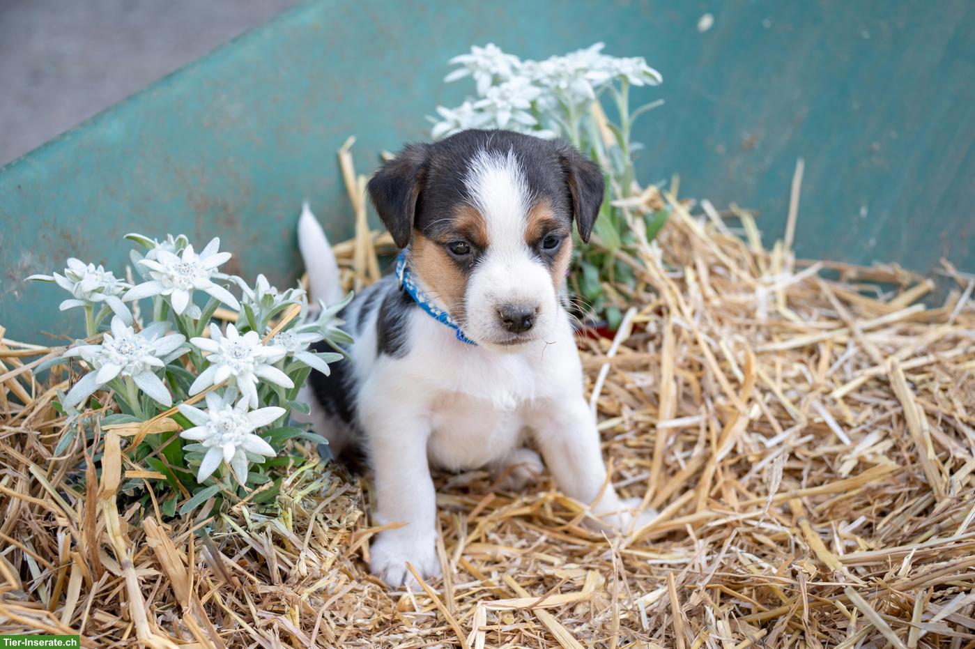 Bild 3: Herzige Jack Russell Terrier Welpen