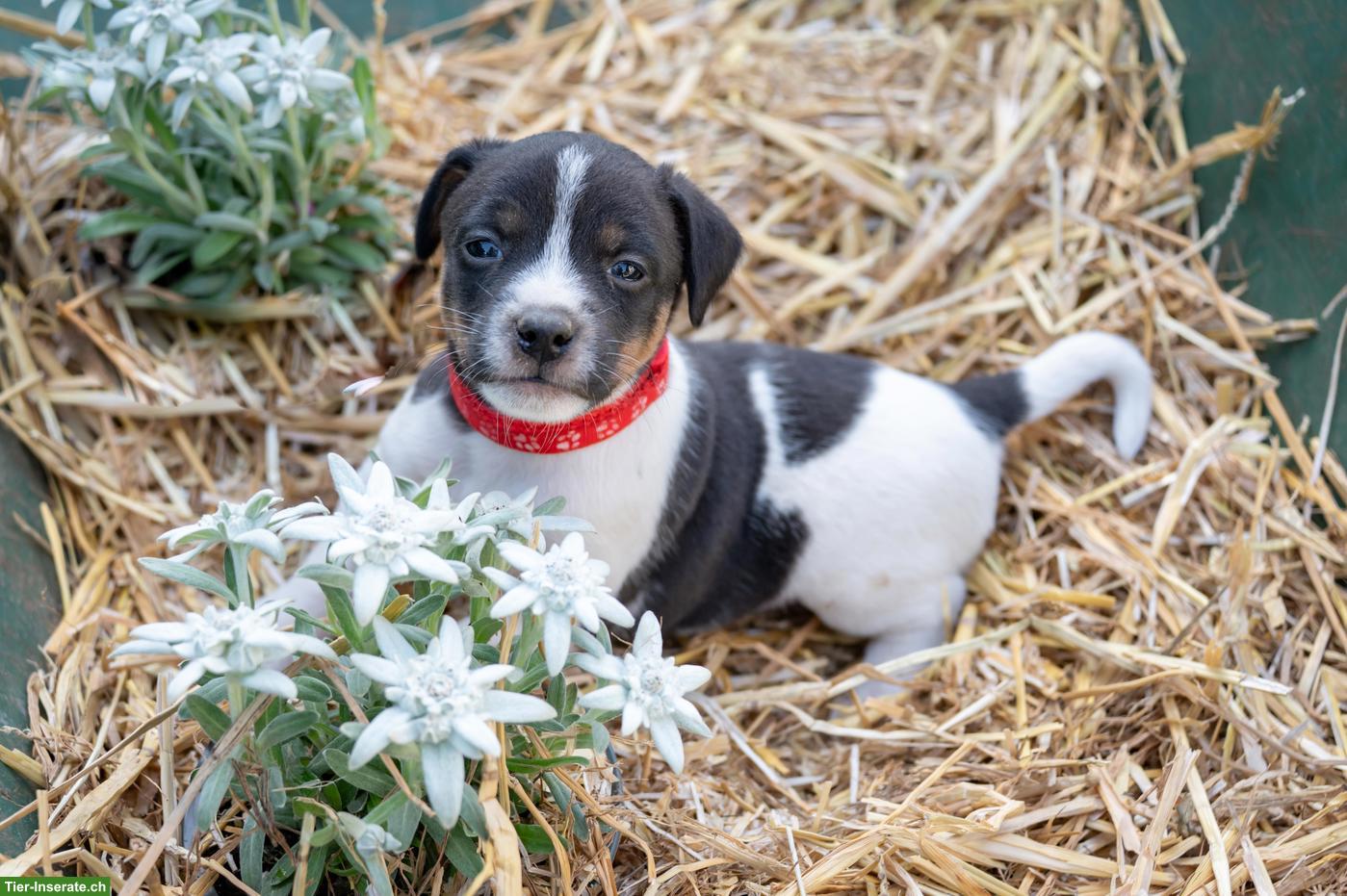 Bild 4: Herzige Jack Russell Terrier Welpen