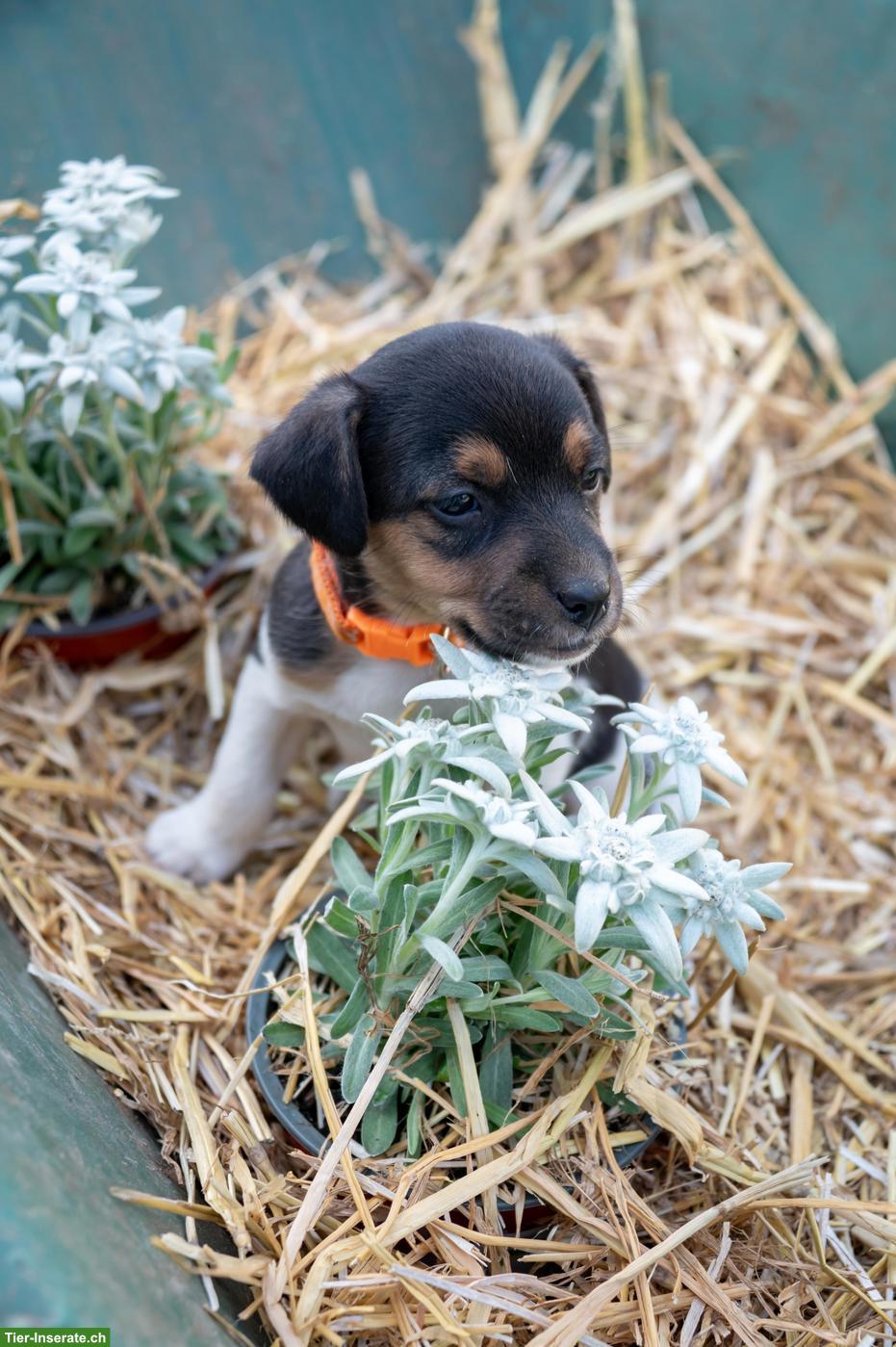 Bild 5: Herzige Jack Russell Terrier Welpen