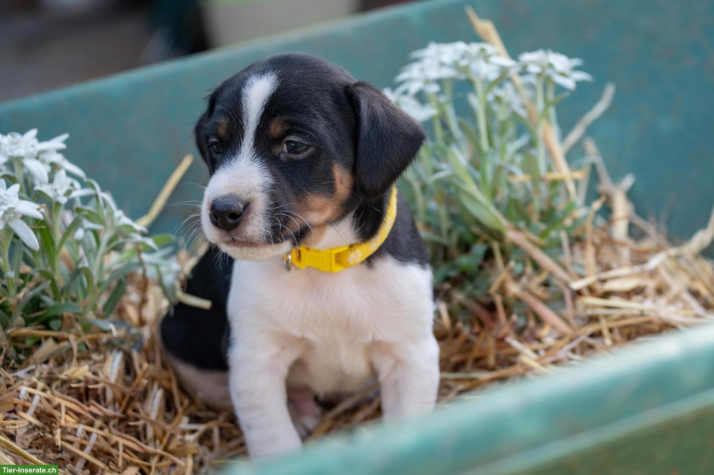 Bild 6: Herzige Jack Russell Terrier Welpen
