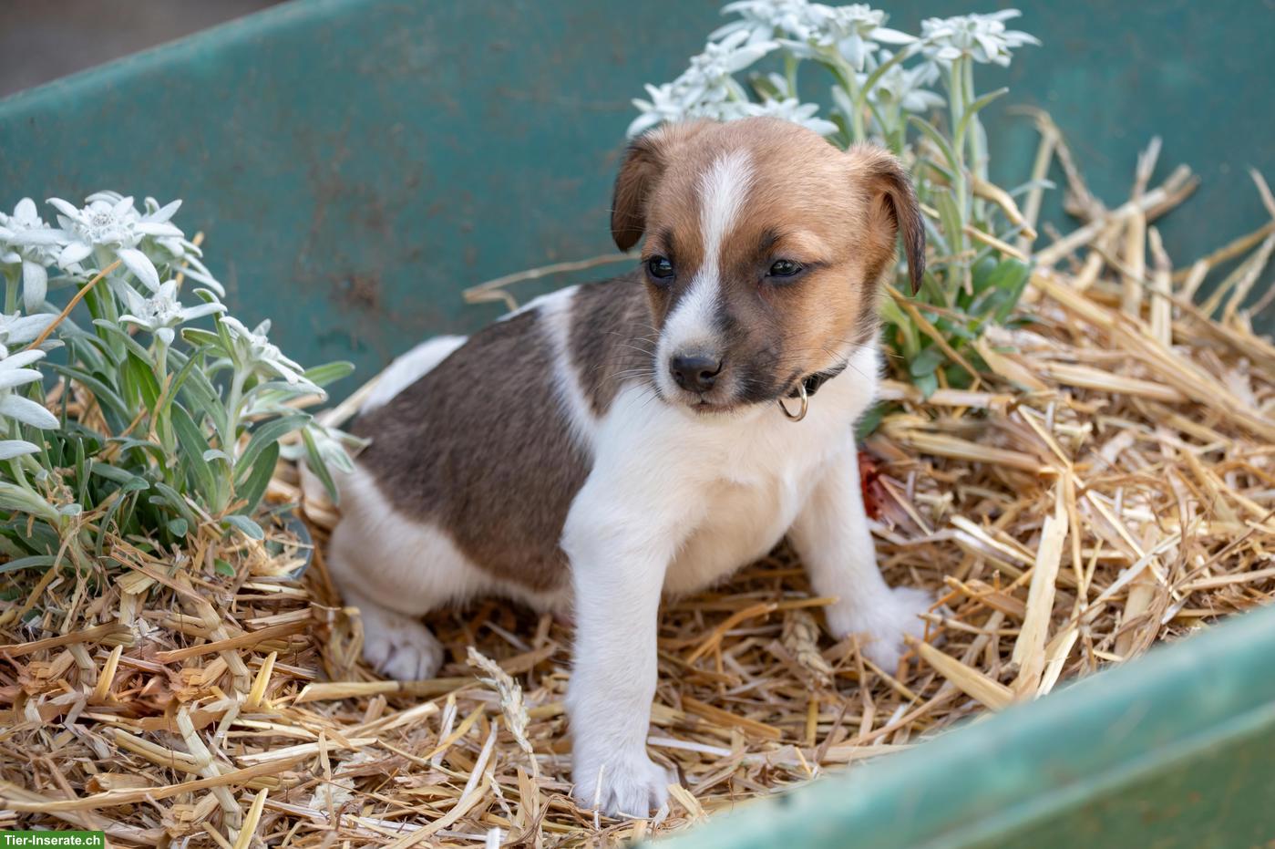 Bild 7: Herzige Jack Russell Terrier Welpen
