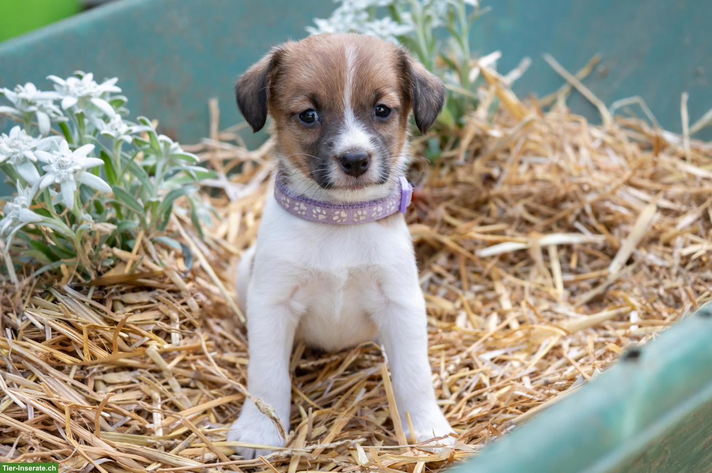 Bild 8: Herzige Jack Russell Terrier Welpen