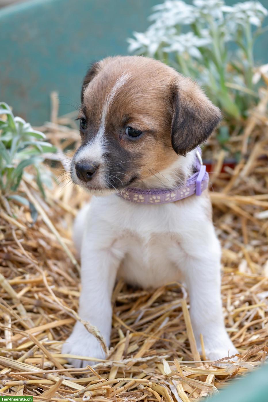 Bild 9: Herzige Jack Russell Terrier Welpen