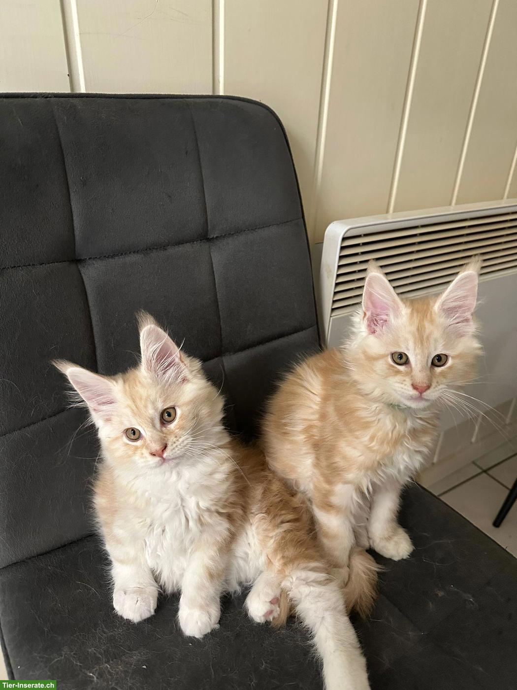 Main Coon Kitten (Kater)