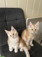 Main Coon Kitten (Kater)