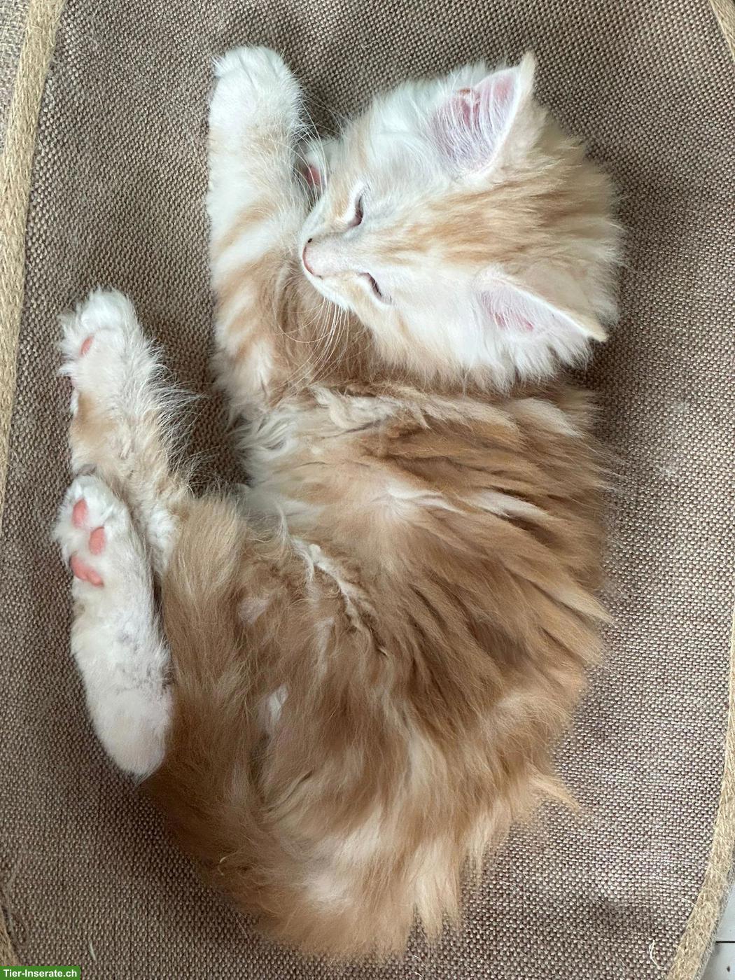 Bild 2: Main Coon Kitten (Kater)