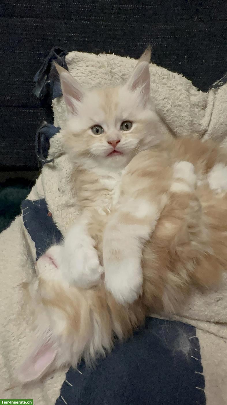 Bild 3: Main Coon Kitten (Kater)