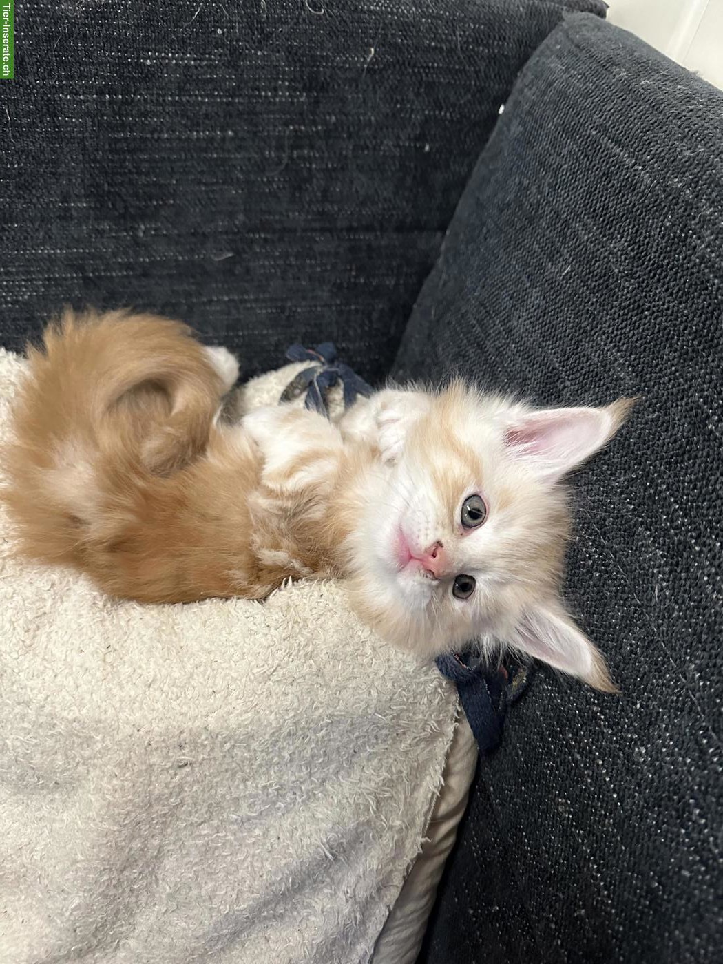 Bild 5: Main Coon Kitten (Kater)