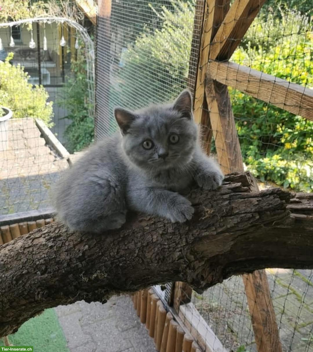 BKH Kitten Mädchen zu verkaufen