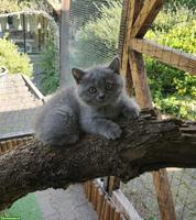 BKH Kitten Mädchen zu verkaufen