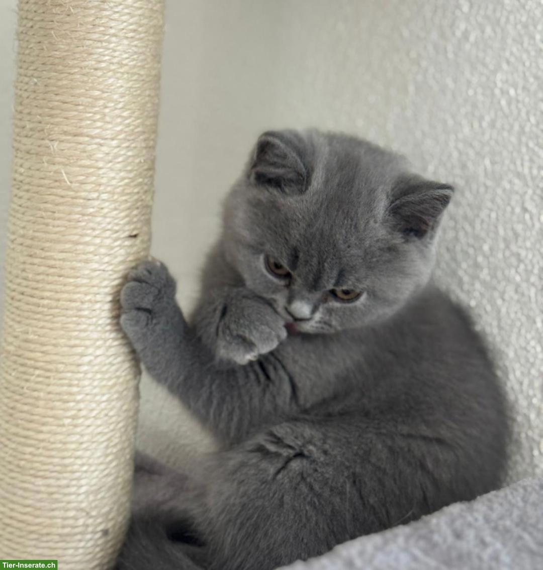 Bild 2: BKH Kitten Mädchen zu verkaufen