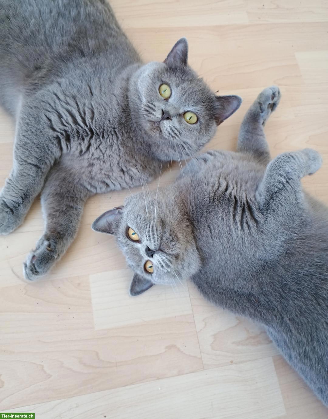 Bild 3: BKH Kitten Mädchen zu verkaufen
