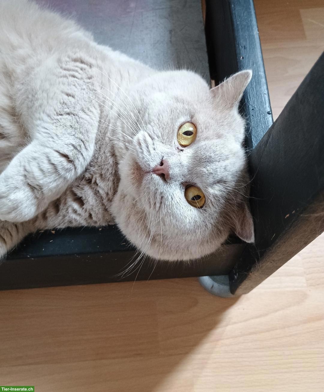 Bild 4: BKH Kitten Mädchen zu verkaufen