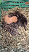 Junge Katzenbabys vom Bauernhof suchen ein Zuhause