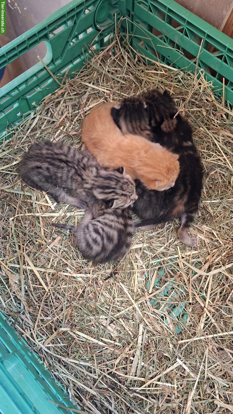 Bild 2: Junge Katzenbabys vom Bauernhof suchen ein Zuhause