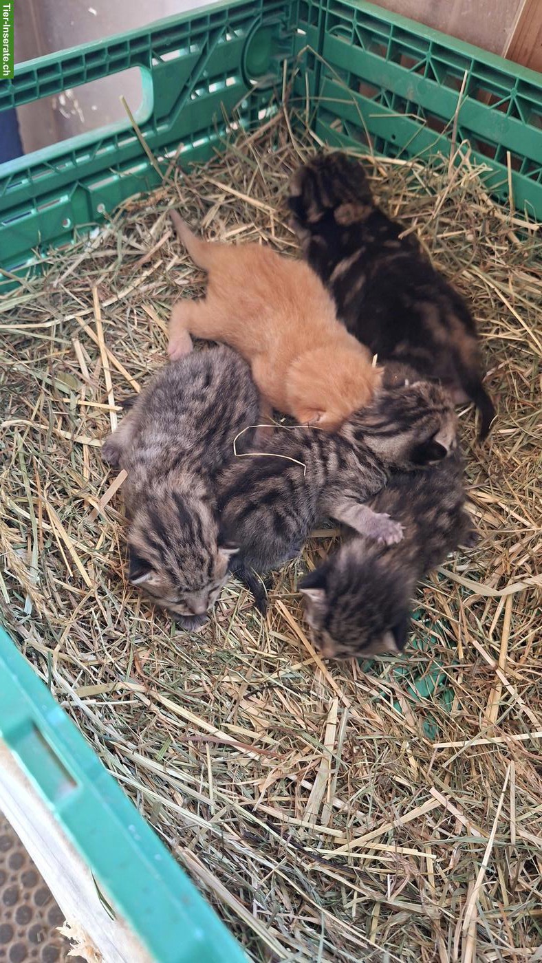 Bild 3: Junge Katzenbabys vom Bauernhof suchen ein Zuhause