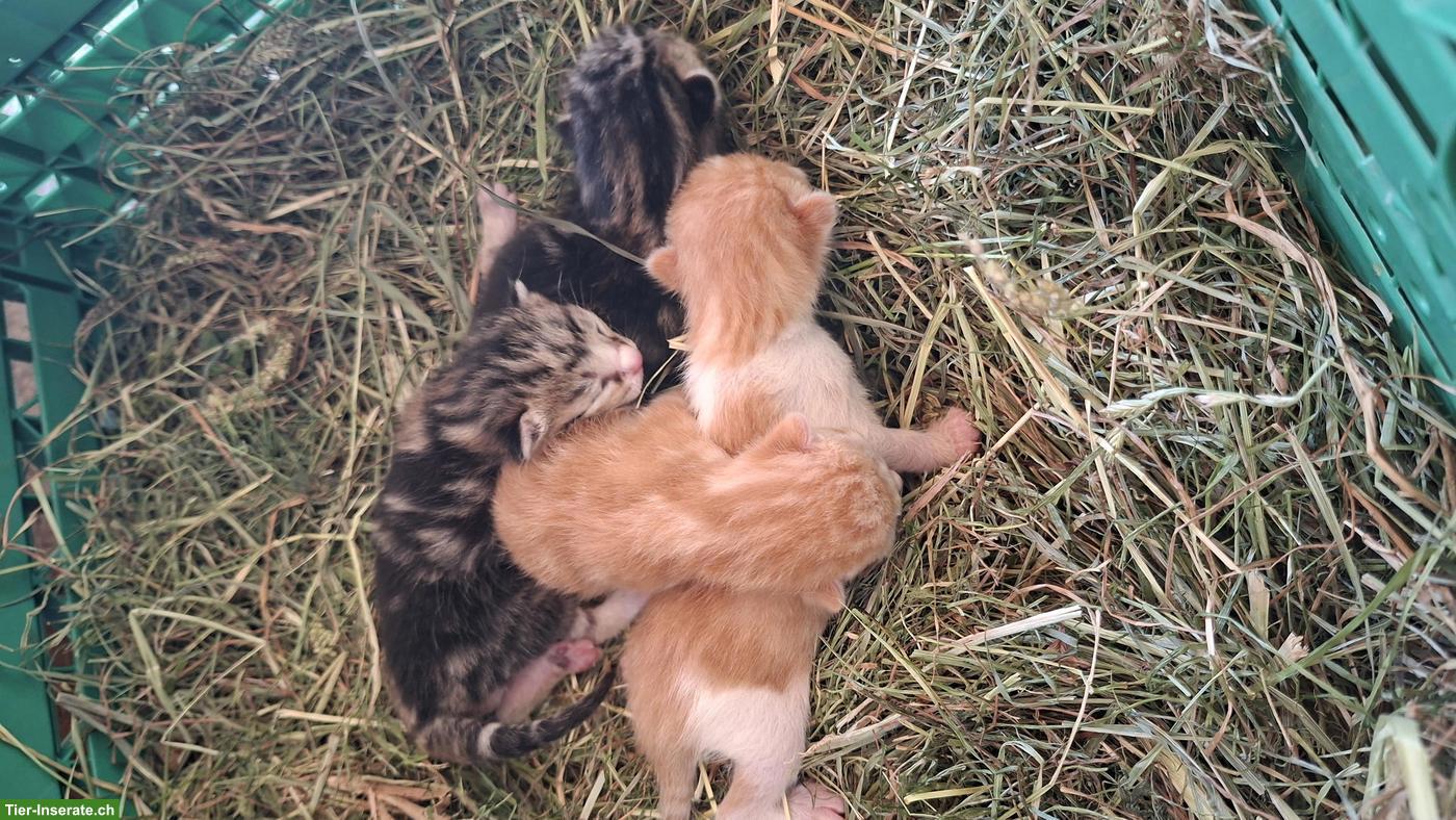 Bild 4: Junge Katzenbabys vom Bauernhof suchen ein Zuhause