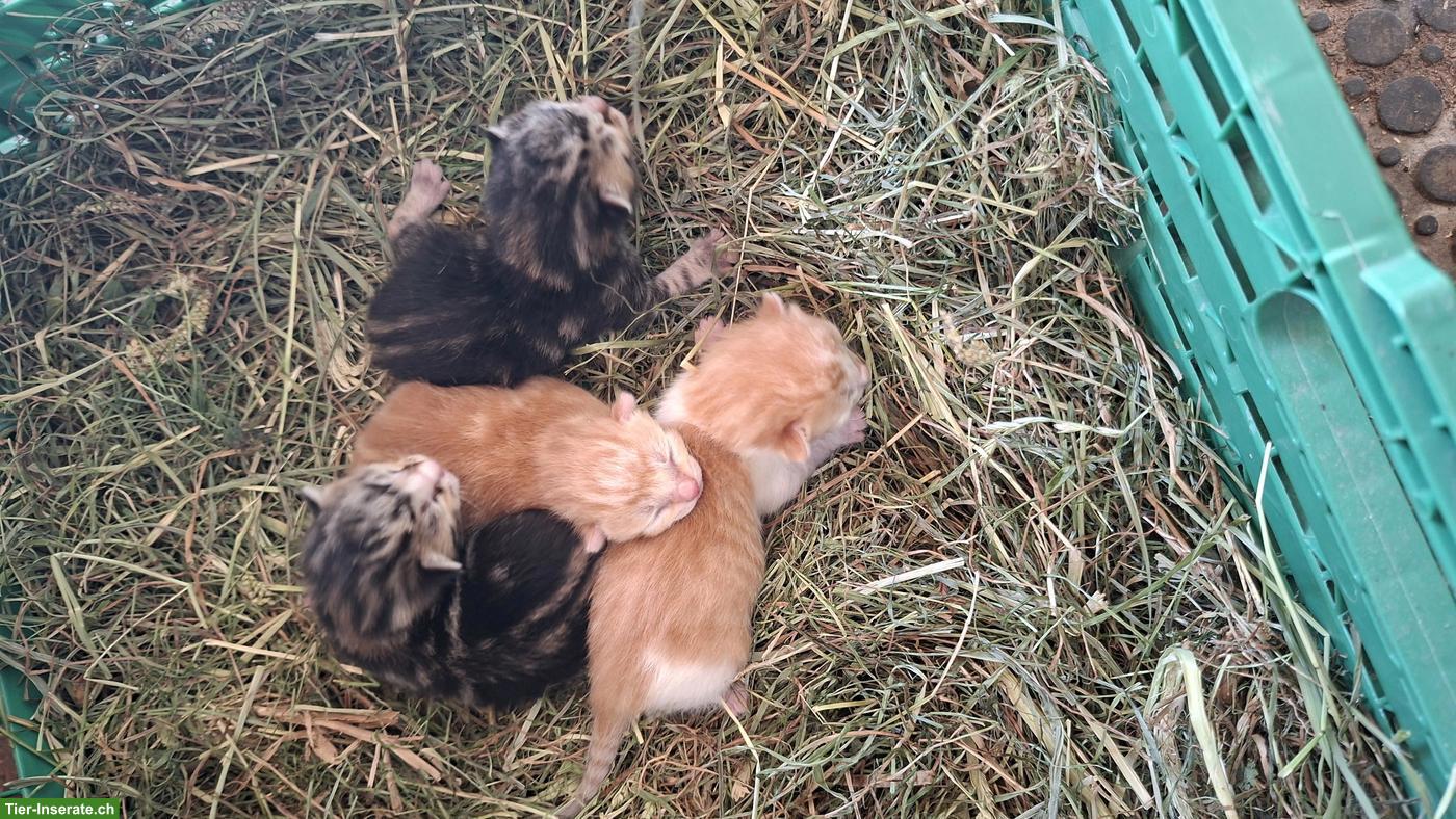 Bild 5: Junge Katzenbabys vom Bauernhof suchen ein Zuhause