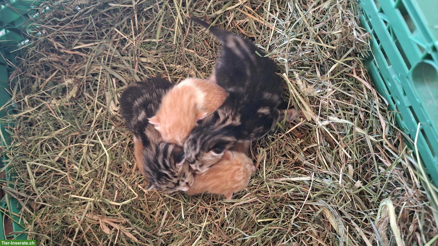 Bild 6: Junge Katzenbabys vom Bauernhof suchen ein Zuhause
