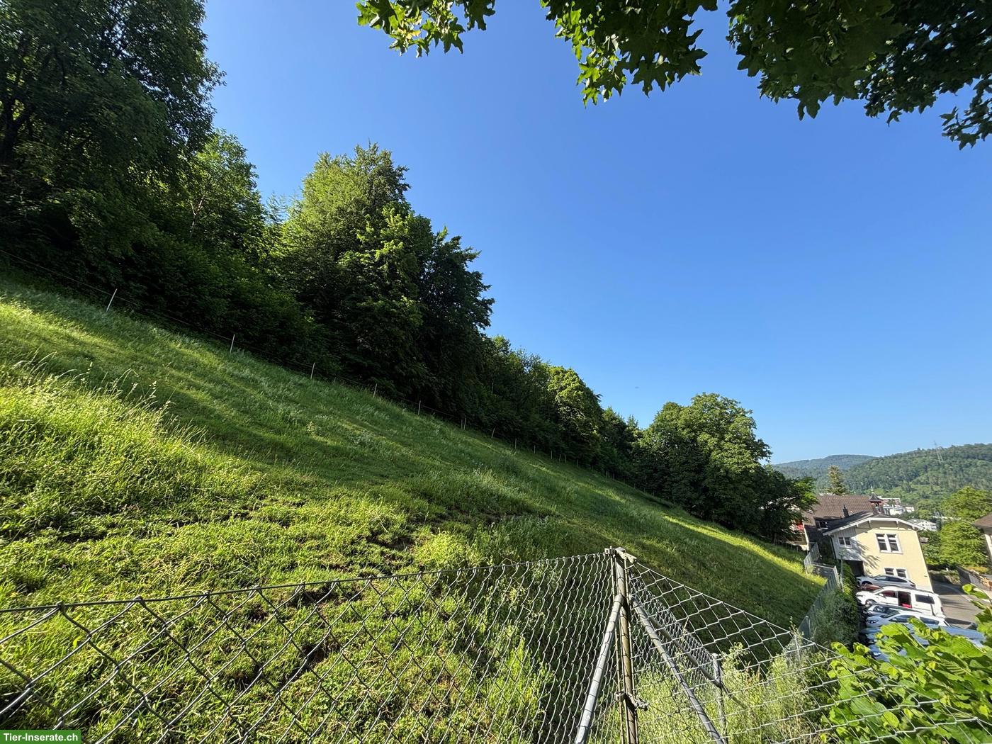 Kostenloses Weideland in Liestal zu vermieten