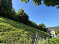 Kostenloses Weideland in Liestal zu vermieten