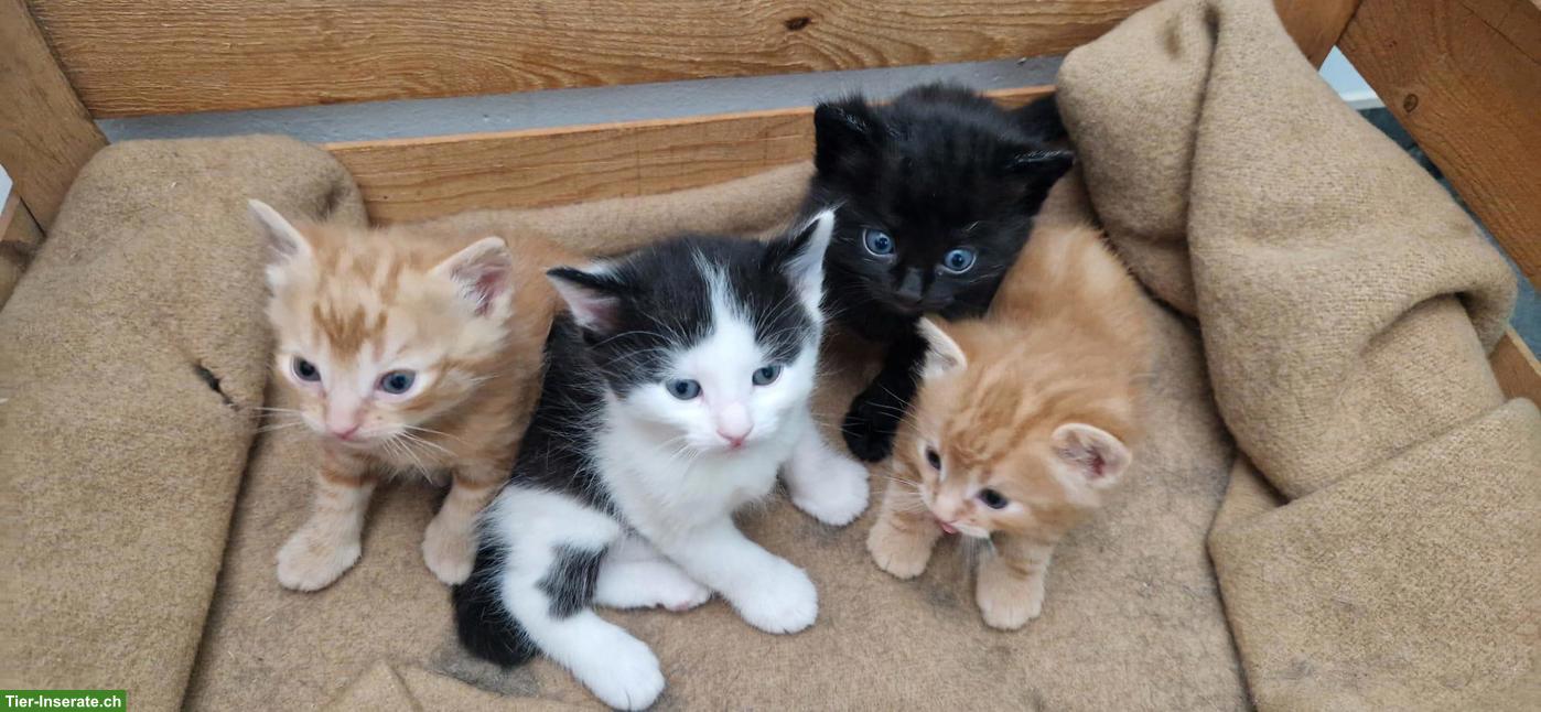 Bauernhof Kitten suchen liebevolles Zuhause