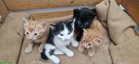 Bauernhof Kitten suchen liebevolles Zuhause