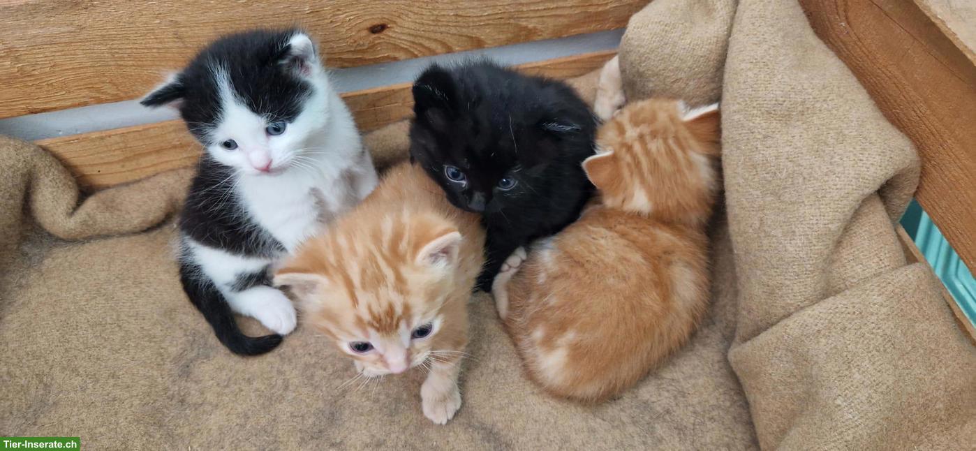 Bild 2: Bauernhof Kitten suchen liebevolles Zuhause