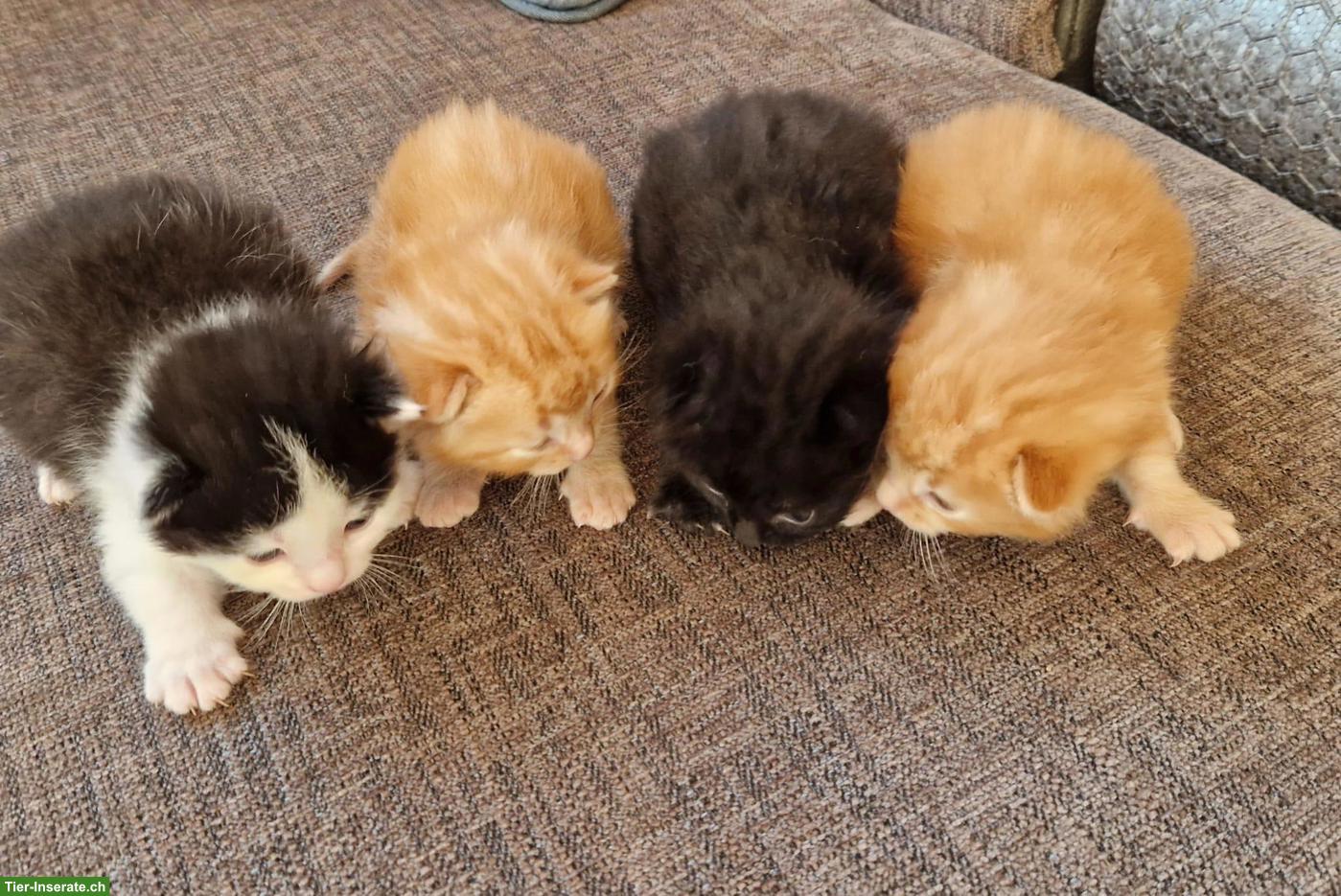 Bild 3: Bauernhof Kitten suchen liebevolles Zuhause