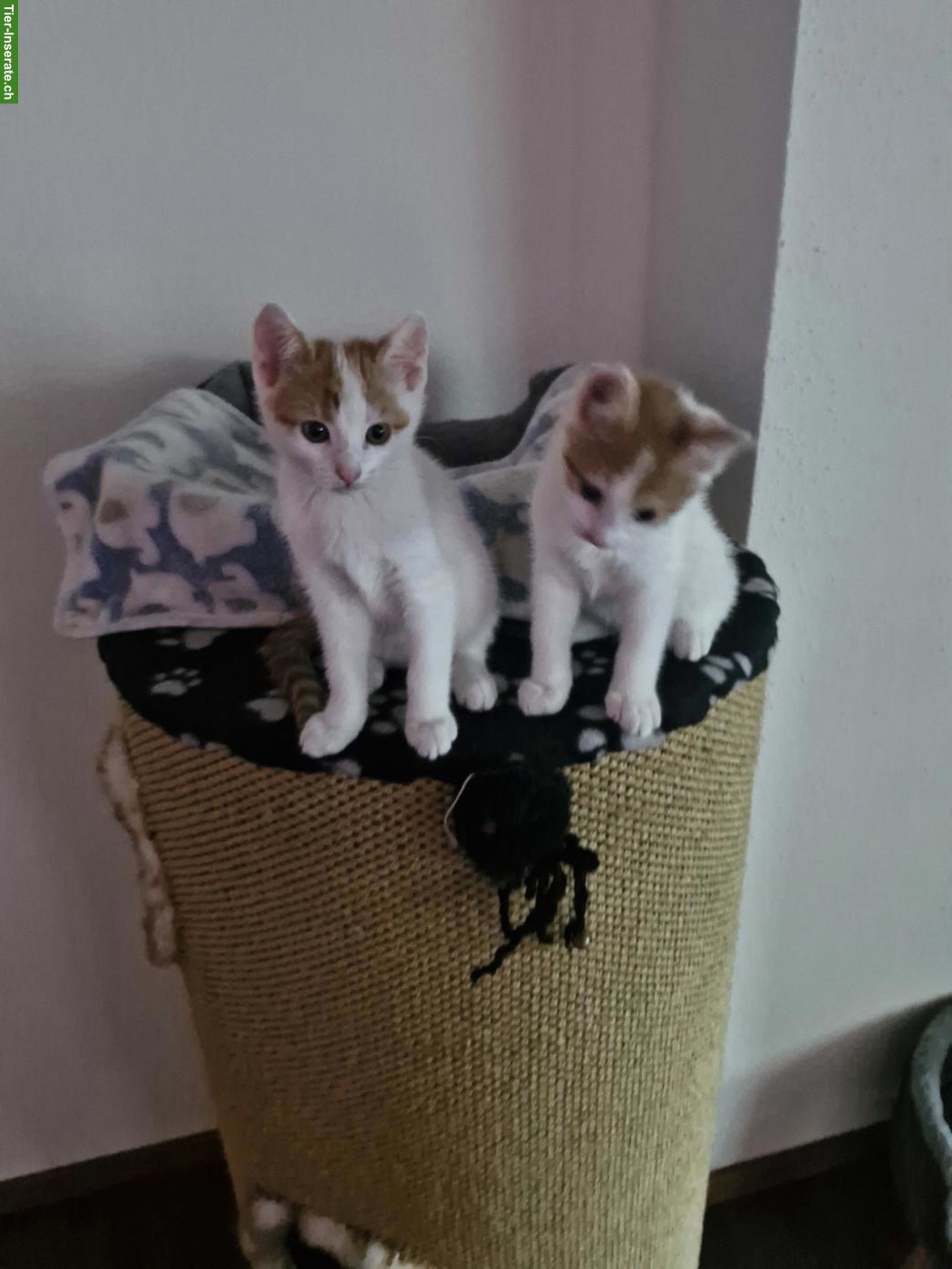 Junge Katze 12 Wochen alt, sehr anhänglich & stubenrein