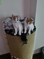 Junge Katze 12 Wochen alt, sehr anhänglich & stubenrein