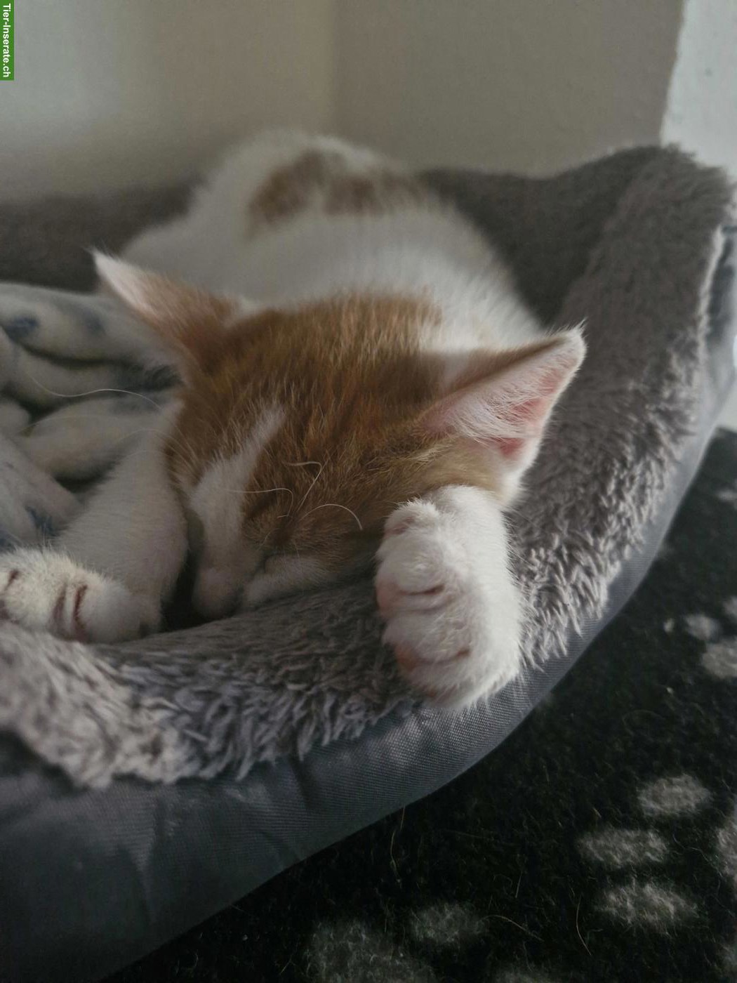 Bild 2: Junge Katze 12 Wochen alt, sehr anhänglich & stubenrein