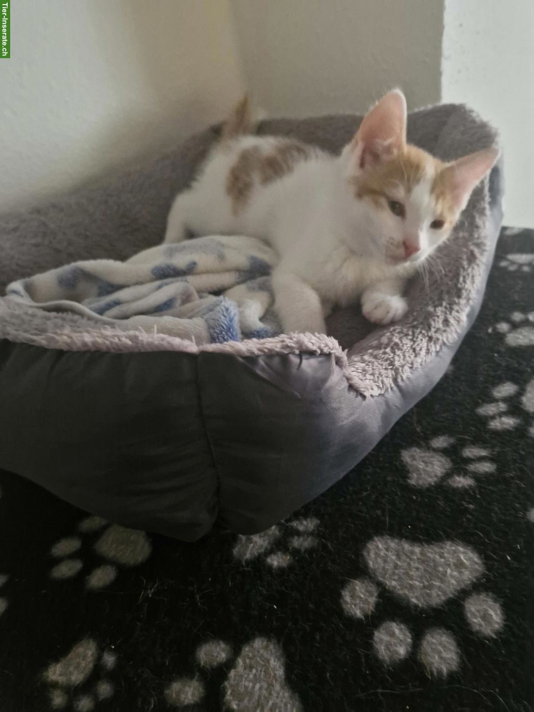 Bild 3: Junge Katze 12 Wochen alt, sehr anhänglich & stubenrein