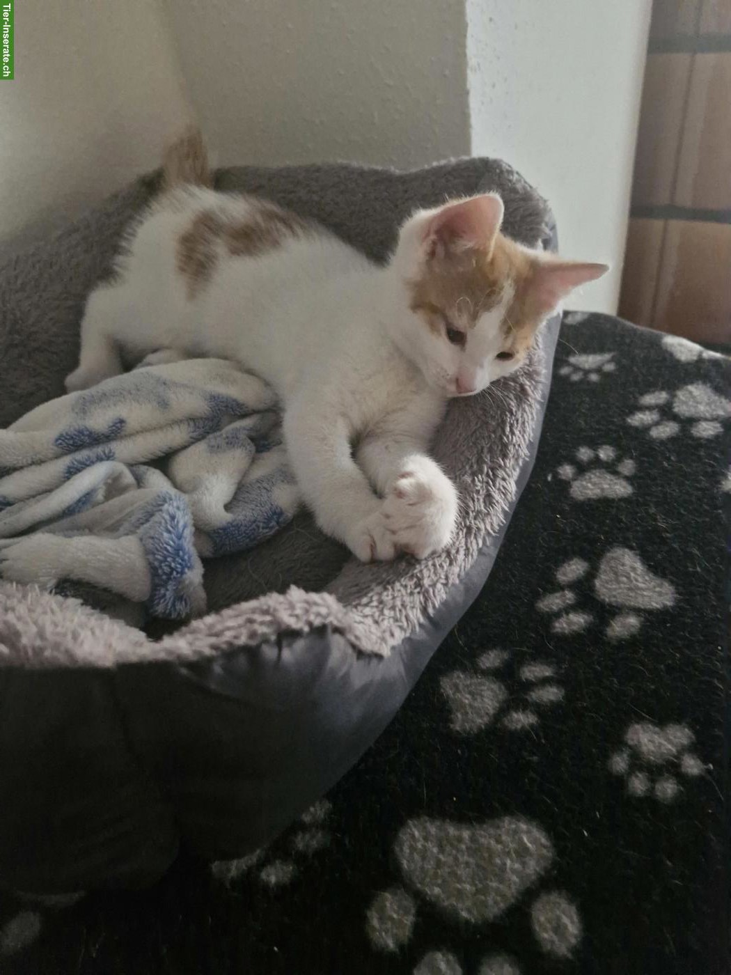 Bild 4: Junge Katze 12 Wochen alt, sehr anhänglich & stubenrein